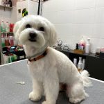 Dia De Pelos – Peluquería Canina en Azuqueca De Henares