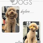 Diamond Style Dogs – Peluquería Canina en Palma