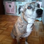 Dobby Peluquería Canina – Peluquería Canina en Lugones