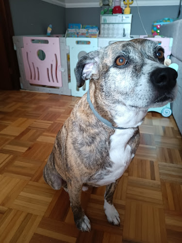 Dobby Peluquería Canina en Asturias
