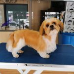 Dog Barber – Peluquería Canina en Gijón
