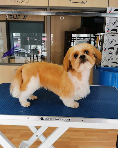 Dog Barber en Asturias