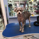 Dog Lovers Peluquería Canina – Peluquería Canina en Palma
