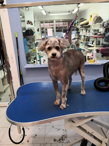 Dog Lovers Peluquería Canina en Balearic Islands