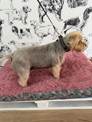 Dog & Roll Peluquería Canina Sa Coma en Balearic Islands