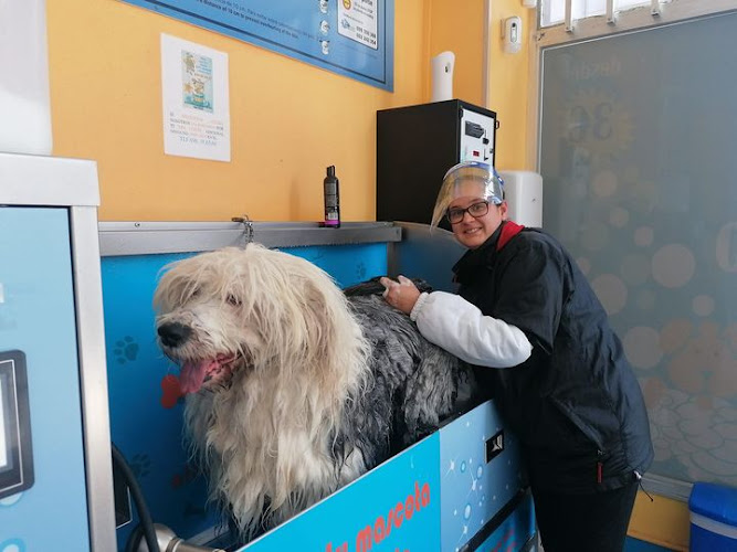 Dog Wash en A Coruña