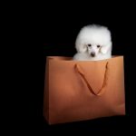 Dog&Scissors – Peluquería Canina en Barakaldo