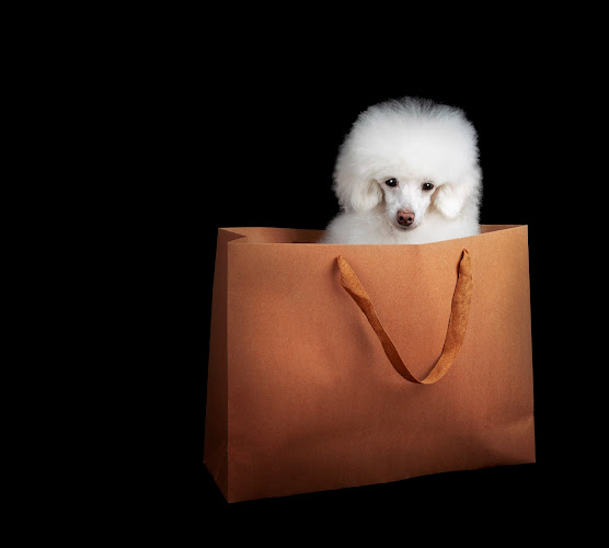 Dog&Scissors en Biscay