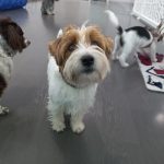 Dogetxea – Peluquería Canina en Donostia-san Sebastian