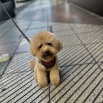 Dogger Mg, Dog Designers – Peluquería Canina en Oviedo