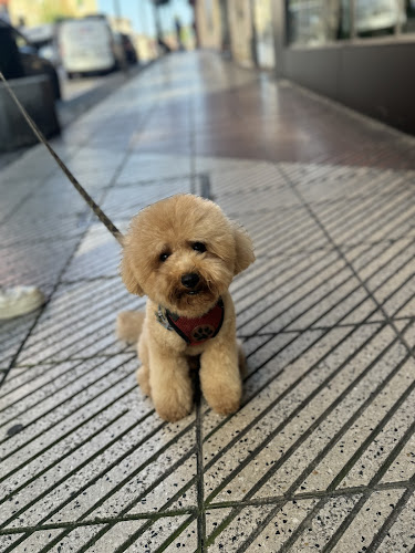 Dogger Mg, Dog Designers en Asturias