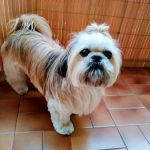 Doggi Peluqueria Canina Y Accesorios Para Mascotas.! – Peluquería Canina en L'hospitalet De Llobregat