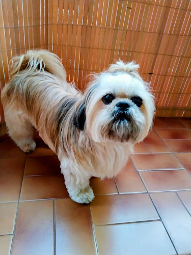 Doggi Peluqueria Canina Y Accesorios Para Mascotas.! en Barcelona