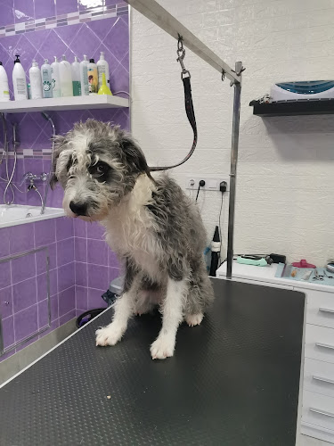 Doggies Peluquería Canina en Sevilla