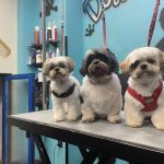 Doggy Doggy – Peluquería Canina en Logroño