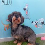 Doggy Shop – Peluquería Canina en Gijón