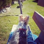 Doggy Shop Peluquería Canina – Peluquería Canina en Logroño