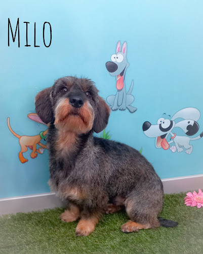 Doggy Shop en Asturias