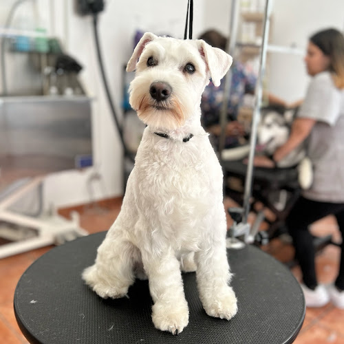 Doggy Wash en Madrid