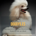Doggys Peluquería Canina – Peluquería Canina en Puerto De La Cruz
