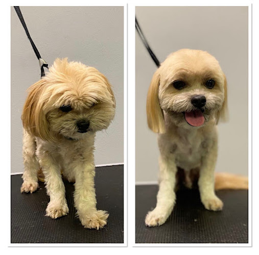 Doginstyle en Málaga