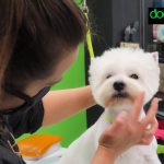 Dogma – Peluquería Canina en Palma