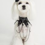 Dogma – Peluquería Canina en Palma