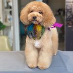 Dogs And The City Peluquería Canina Bilbao – Peluquería Canina en Bilbao