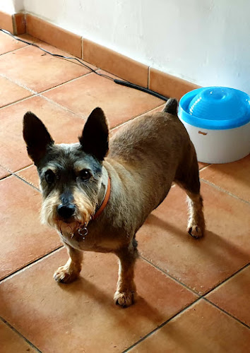 Dogs & Dogs en Balearic Islands