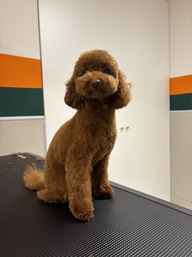 Dogterra en Barcelona