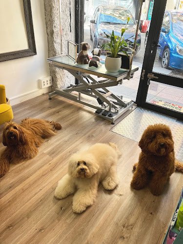 Doodles & Poodles en Madrid
