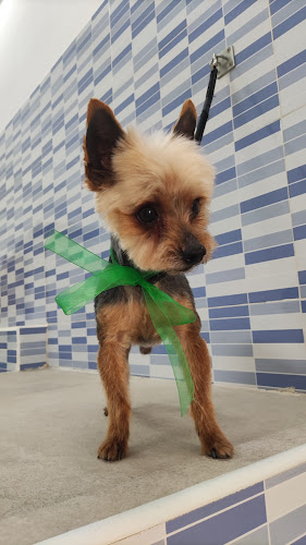 Dracaris Pet's en Alicante
