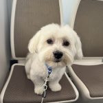 Easo Peluquería Canina – Peluquería Canina en Donostia-san Sebastian