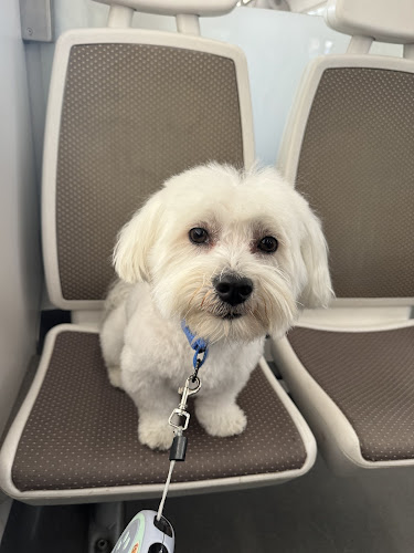 Easo Peluquería Canina en Gipuzkoa