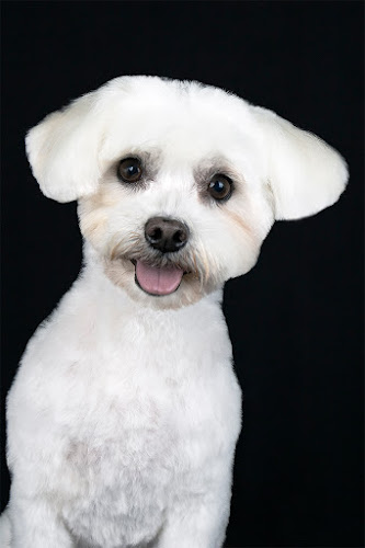 Ecolavakan Peluqueria Canina Y Boutique en Lugo