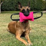 Eibarcan – Peluquería Canina en Donostia-san Sebastian