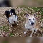 El Arca – Peluquería Canina en Pamplona