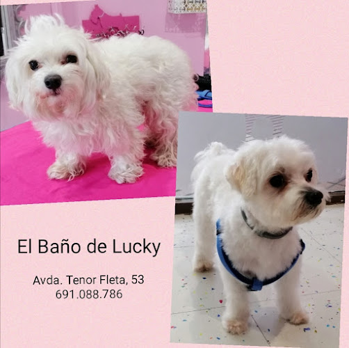El Baño De Lucky Peluquería Canina en Zaragoza