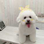 El Caniche Rosa – Peluquería Canina en L'hospitalet De Llobregat