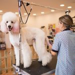 El Caniche Rosa. Peluquería Y Estética Canina. – Peluquería Canina en Tomares