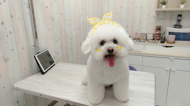 El Caniche Rosa en Barcelona