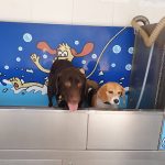 El Clan Del Can – Peluquería Canina en Logroño