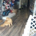 El Gato Persa – Peluquería Canina en Oviedo