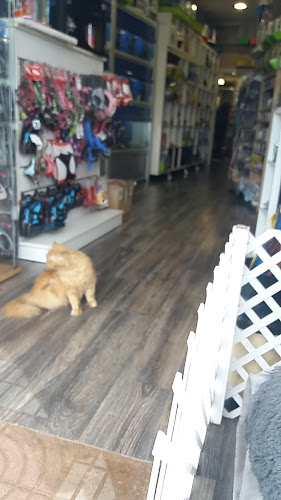 El Gato Persa en Asturias