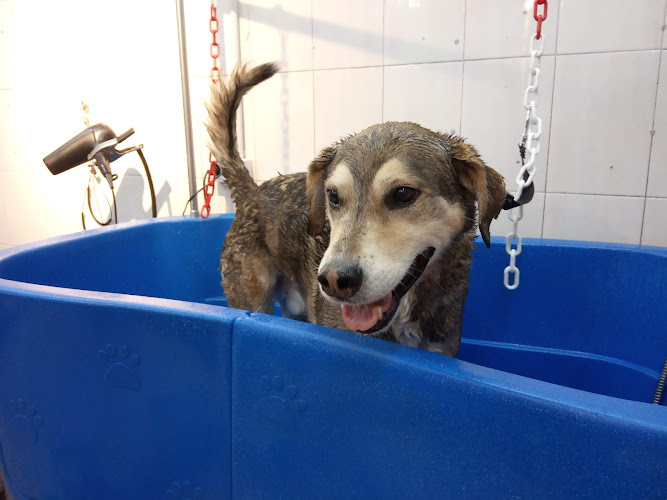 El Gos Volador en Barcelona