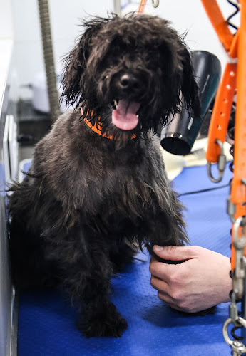 El Meu Amic en Barcelona