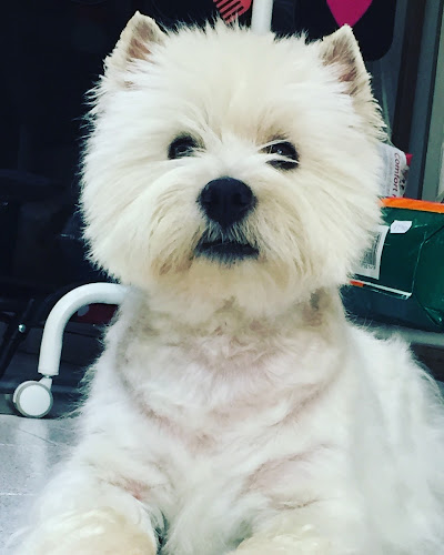 El Perro Suertudo en Barcelona