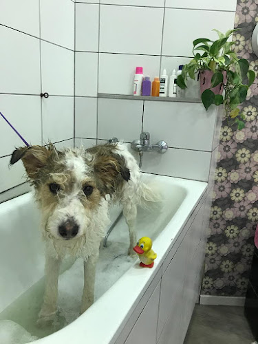 El Petit Rei - Perruqueria Canina en Barcelona