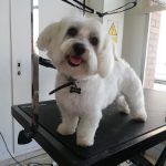 El Racó Dels Peluts – Peluquería Canina en Vilablareix