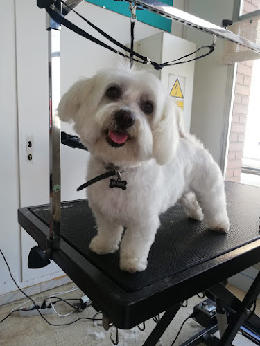 El Racó Dels Peluts en Girona